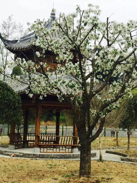 亭台楼阁，鸟语花香