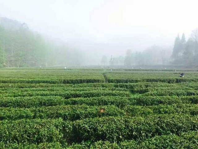 高山云雾出好茶