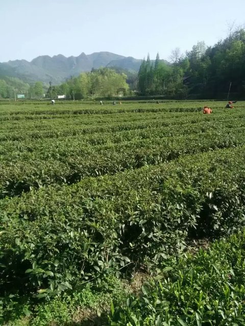 千亩有机茶园风光